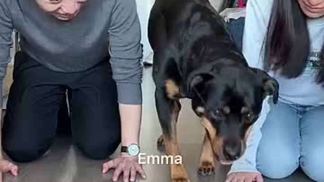 Sharing but not caring @dog @rottweiler