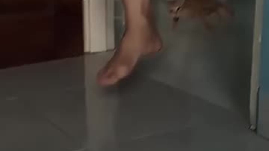 Cat Drifts 💀🗿