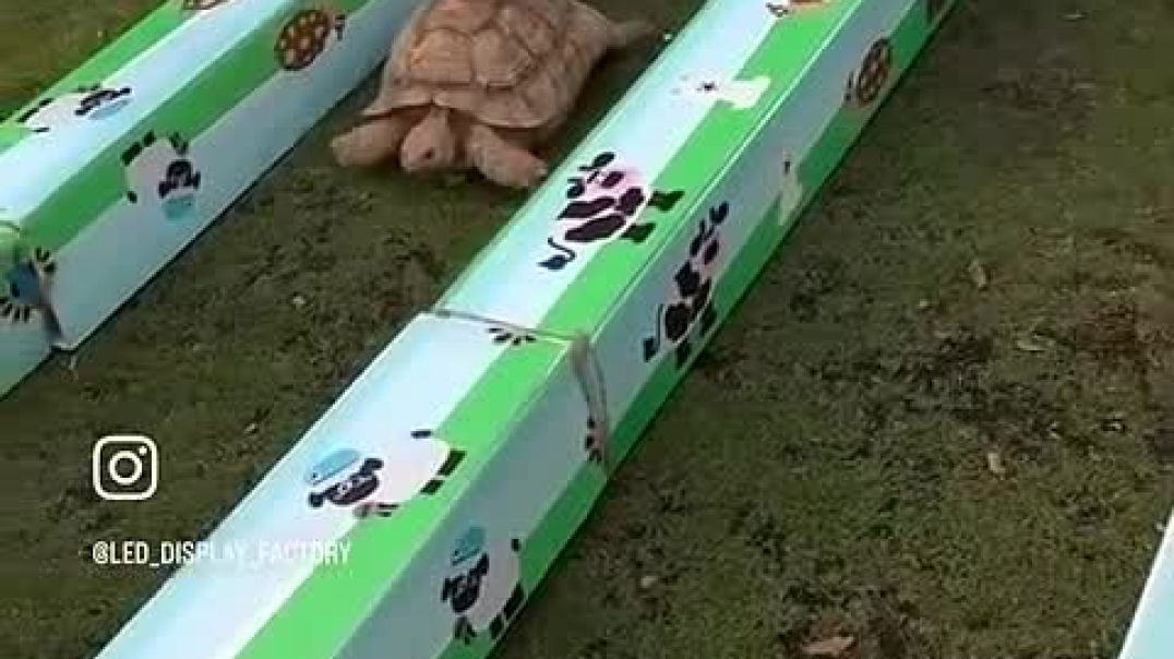 ⁣Just like the story, rabbit lost to ADHD_High