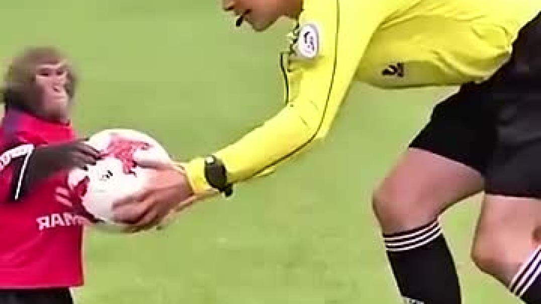 ⁣Animal cant be footballer ⚽💀