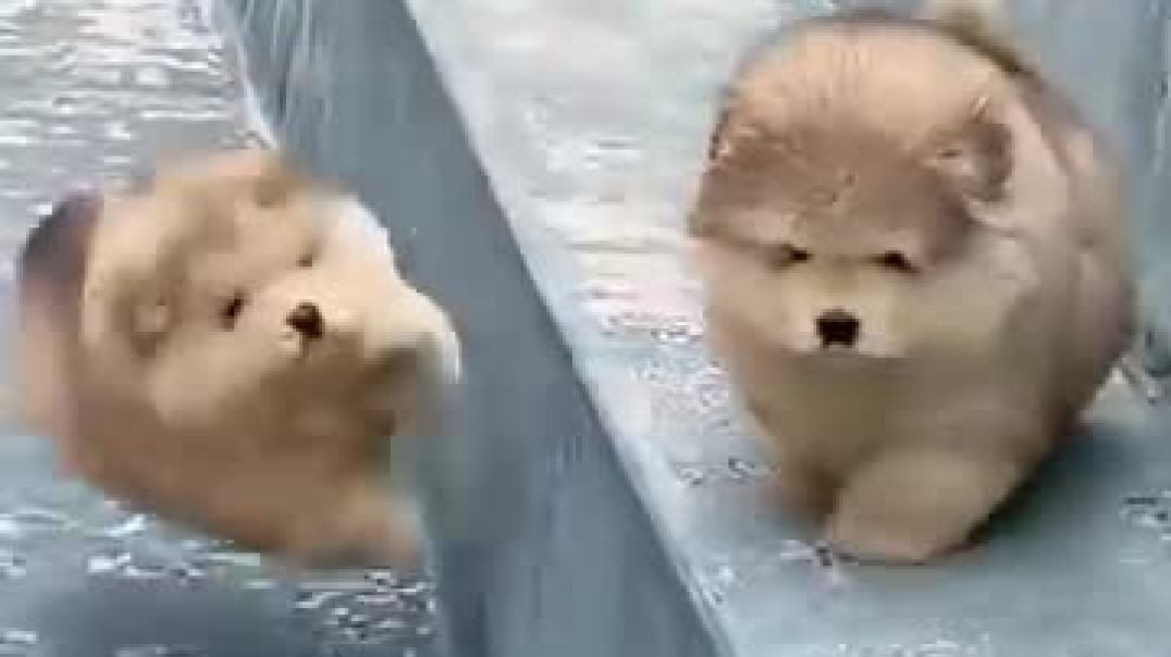 ⁣Funny cute Puppy falling down