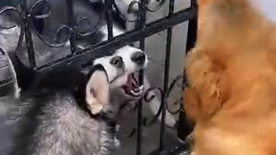 King Charles Confrontation 💀