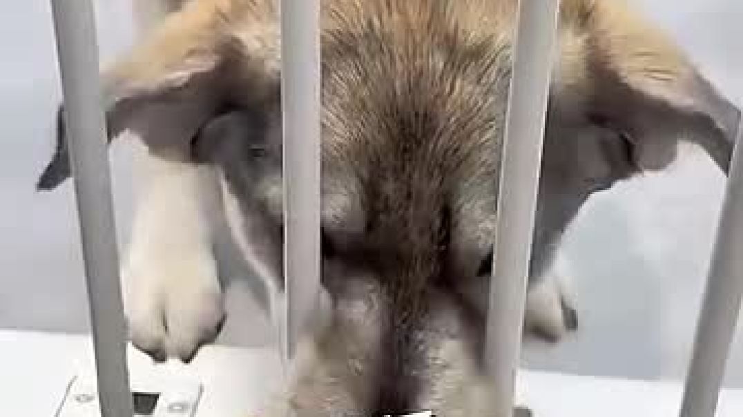 ⁣Owner tests which dog is the smartest ❤️ @shorts