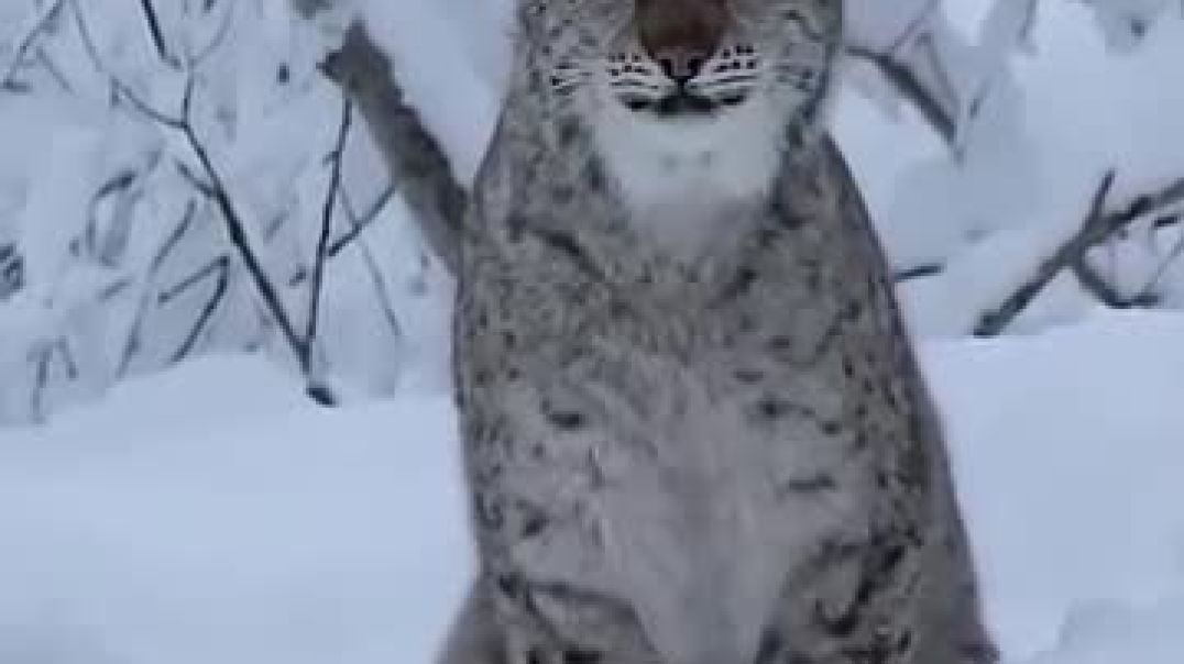 Predators roar ☠️  , cheetah _ Lynx _ Jaguar _ Lion _ Tiger