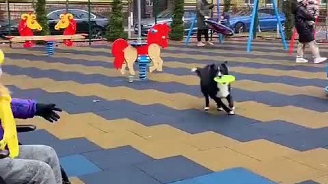 ⁣They Refused to Play with an Inclusive Girl Until a Dog Taught Them a Lesson_High