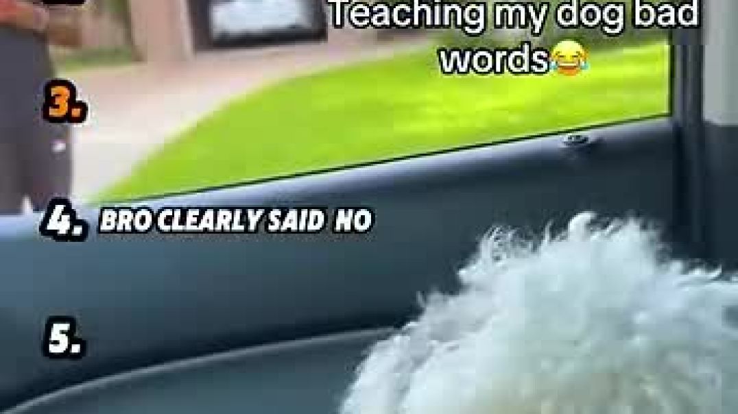 ⁣Ranking Dogs Understanding English - Part 5
