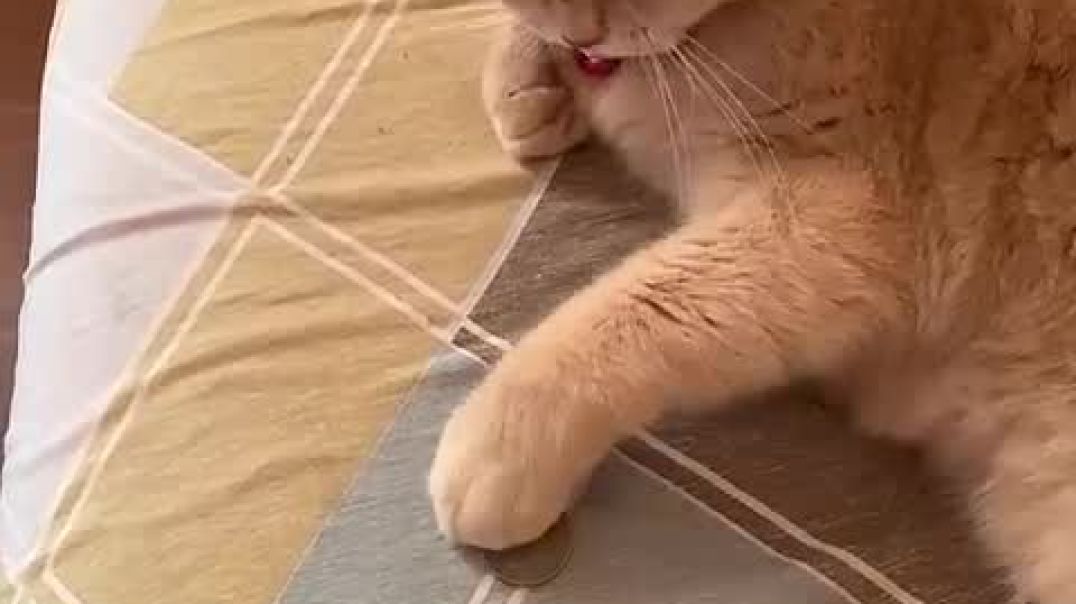 ⁣Amazing Cat Performs Magic Trick! @Cats @Tricks_High