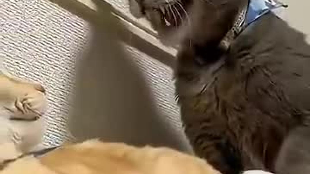 Other Cats Protect vs This One 💀