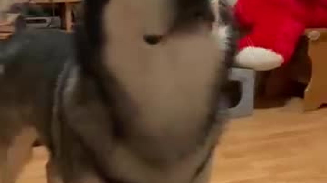 Dog Gets Jealous When Cat Steals Its Snack 😂