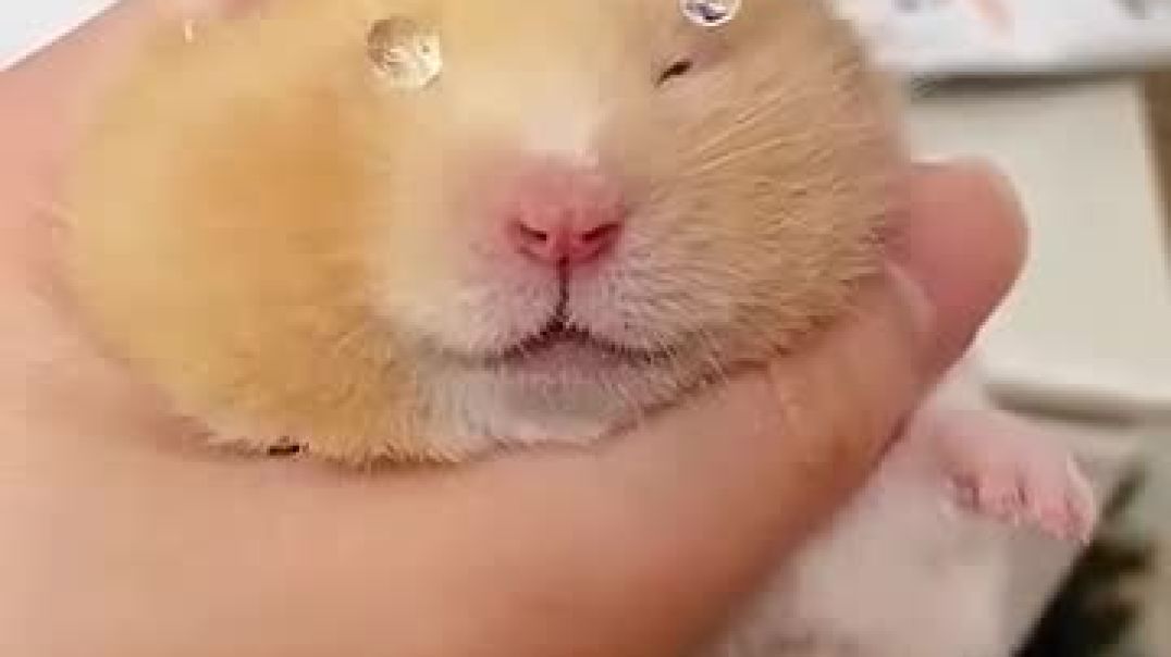 ⁣Hamster core😂@usa @animallife @funny @cute @hamsters
