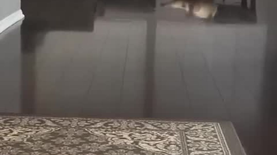 ⁣Funniest Cats And Dogs videos 🐶🐱 @funny @animals @cuteanimals_High
