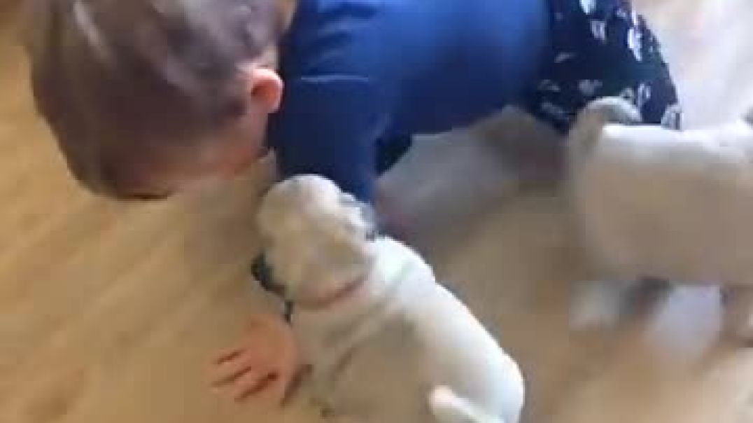 Pug chase!