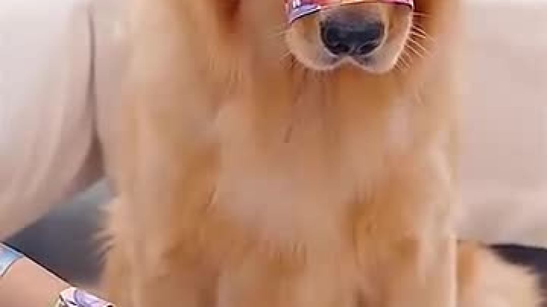 ⁣Are dogs fun_ Dogs’ thoughts are written on their faces
