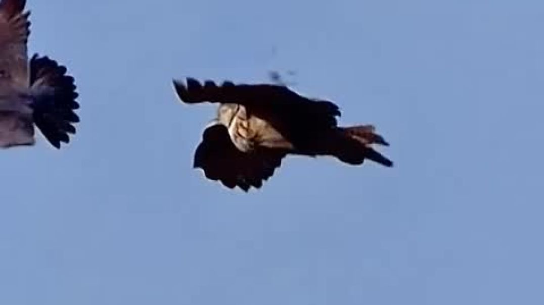 ⁣Peregrine falcon vs owl @animals @wildlife @fyp_High