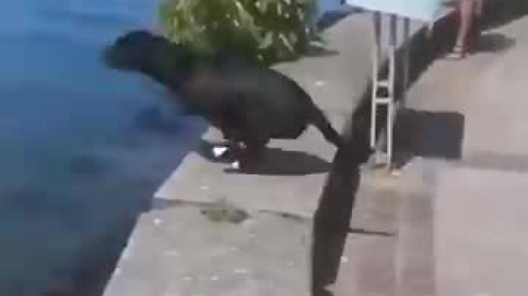 ⁣funny animals video