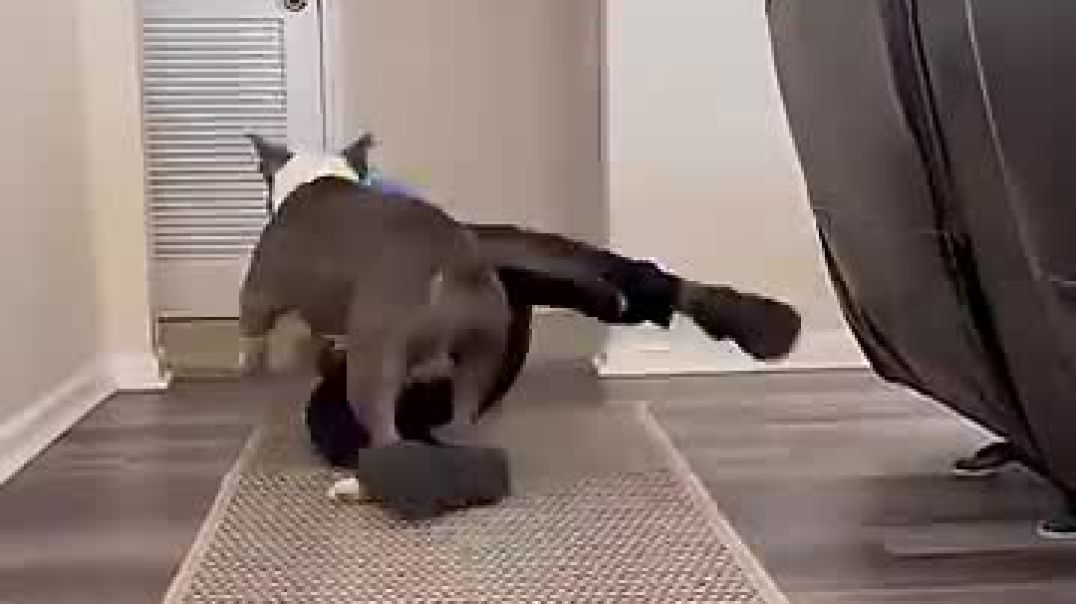 ⁣pet cute moments@funny
