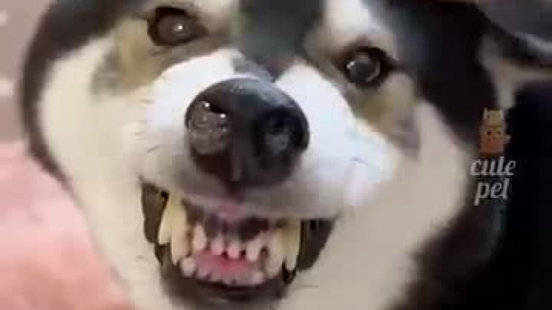 ⁣Try not to laugh! 😂 @funny @animalvideos @cute
