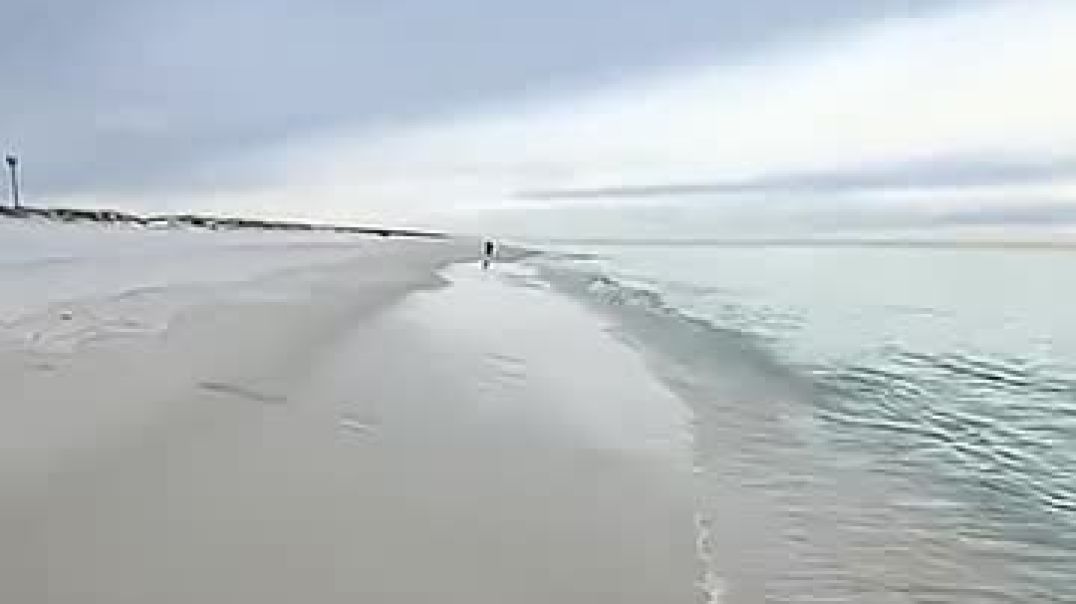 Dogs Enjoying Pensacola Beach After a Snow Storm