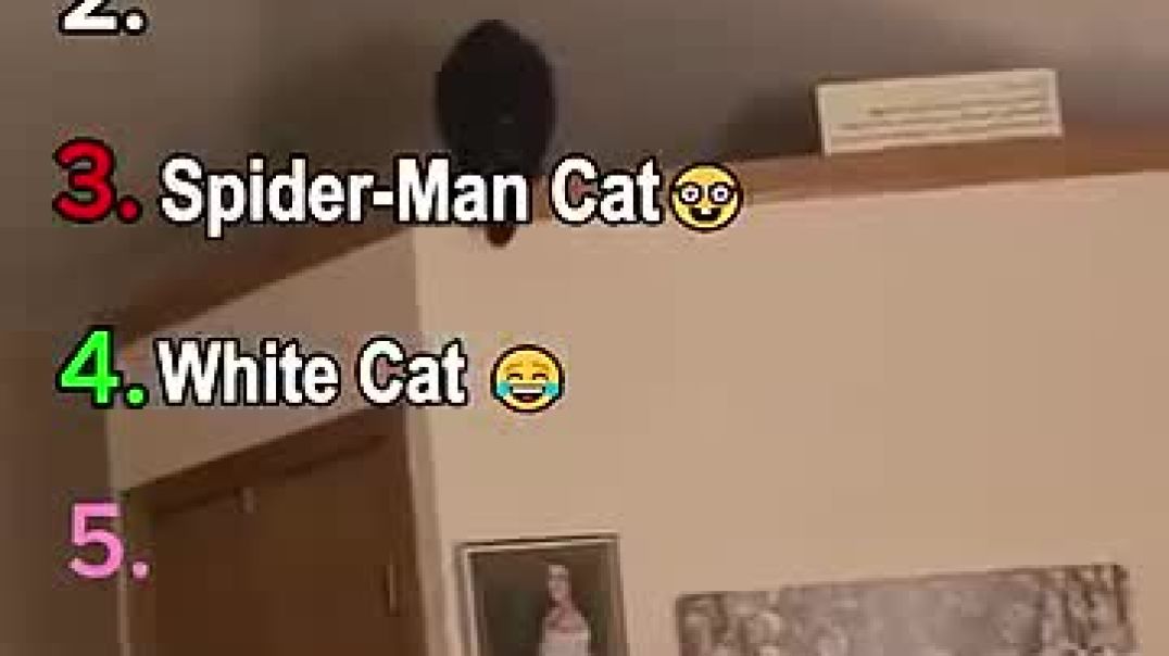 ⁣Ranking Funny Cat Moment    @funnycatsvideo  @memes