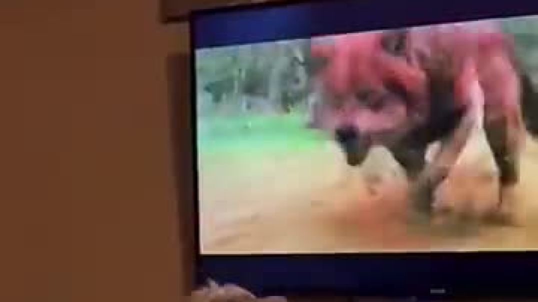 My Friend Dog vs My Dog 🐕 😂
