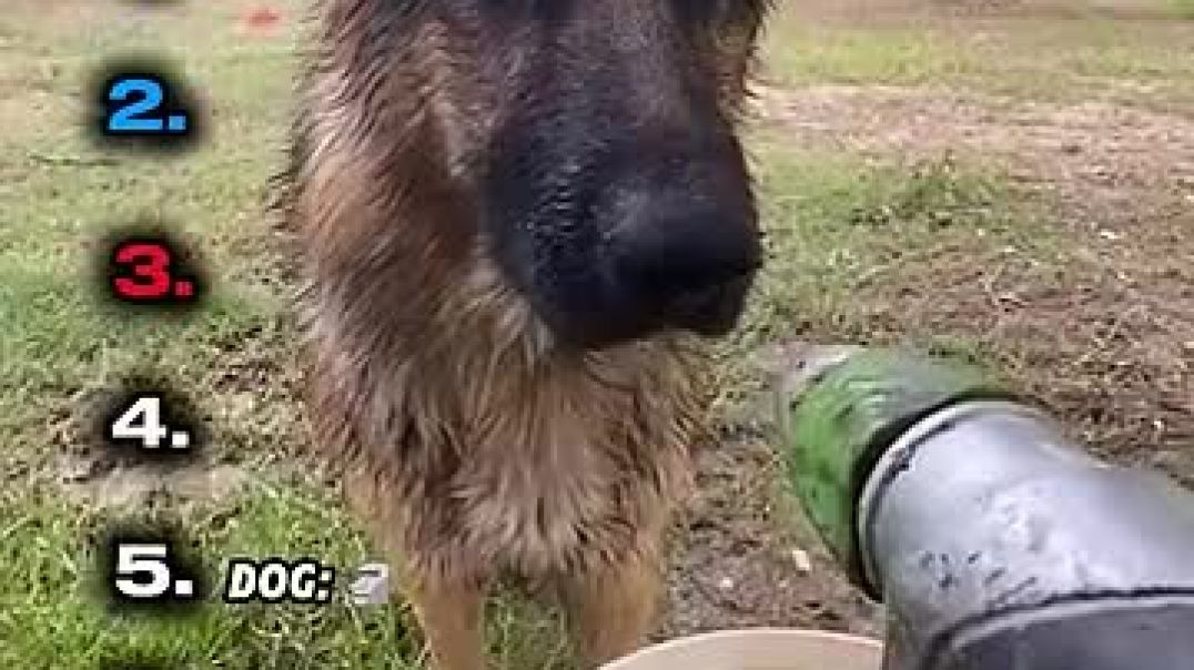 ⁣Ranking Best Dogs in History