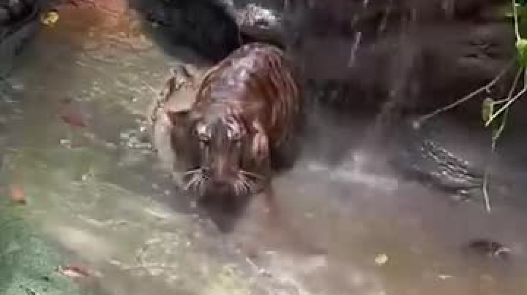 ⁣How Do Zoos Make Tigers Bathe_