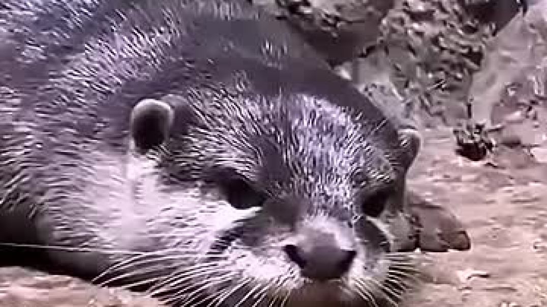 ⁣This otter was left by his favorite zookeeper 🥺💔