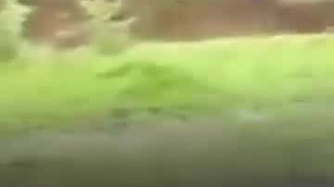 🐘 Baby Elephant Runs to Humans for Help — Reunited with Mother in 🏞️ Kazir