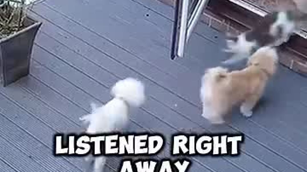 The Real Boss of this House_!  @trending @viral @love @cute @dog @cat