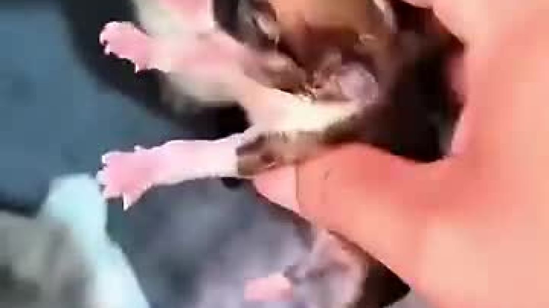 This puppy drank too much milk ❤️