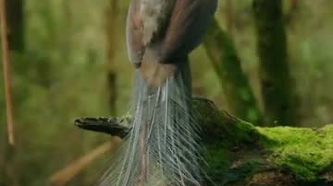 This Bird Has More Talent Than Most Humans! 😳🎤