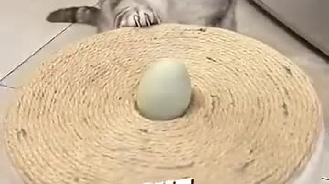 This cat laid a duck egg and fell in love ❤️