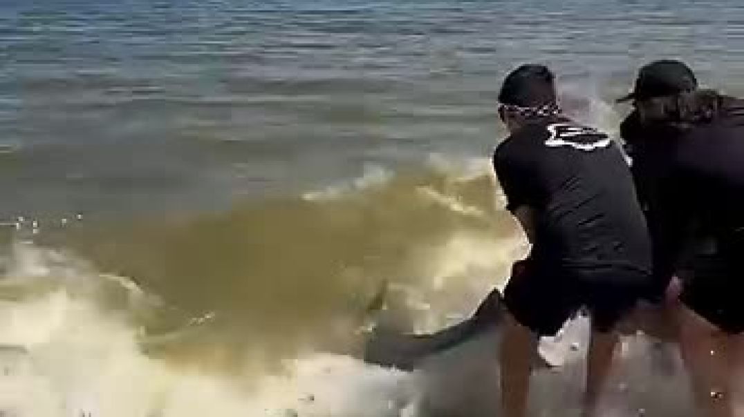 The Tourist Helped The Injured Shark 🦈 🥰