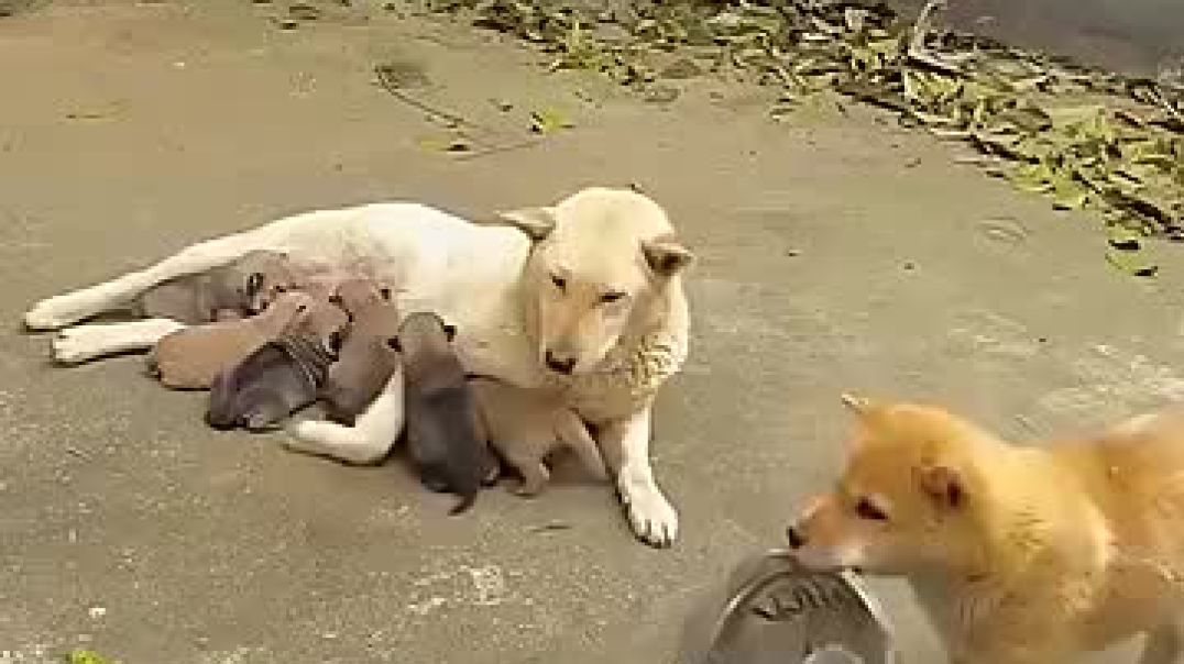 ⁣The Puppy Asked His Owner For Food So His Mom Could Eat! ❤️