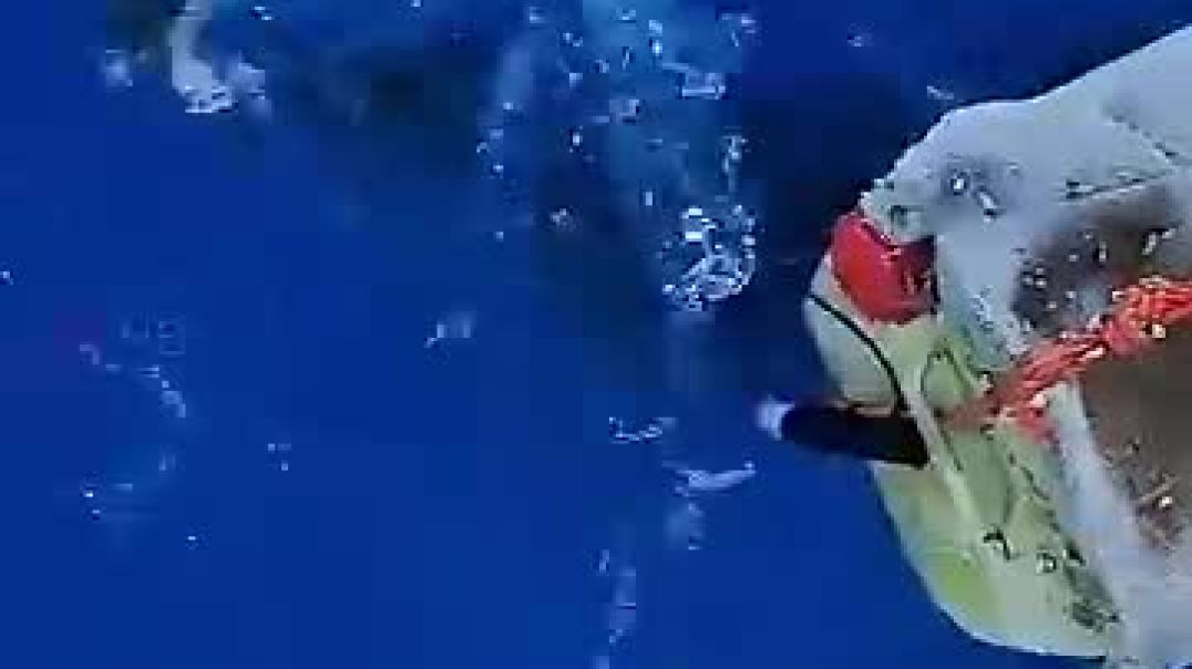 ⁣This dolphin begged to save his wife and brought a special gift ❤️