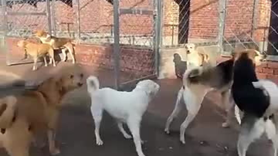 Alpha Dog Corrects an Aggressive Dog! (🎥 newlu_princess)