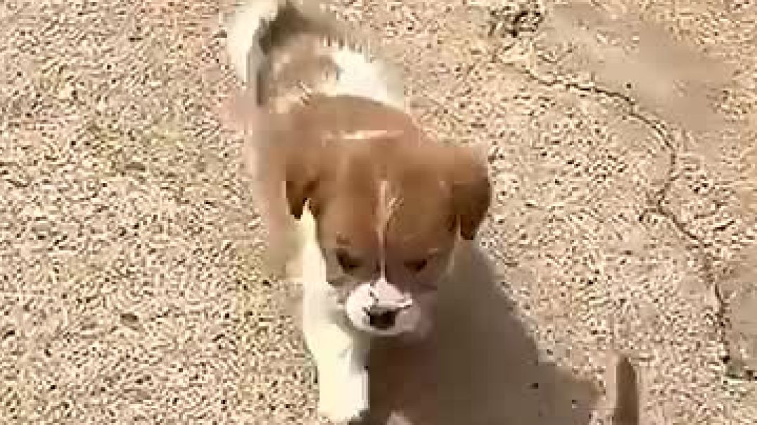 Mother Cat Adopts Little Puppy Into Her Family! ❤️