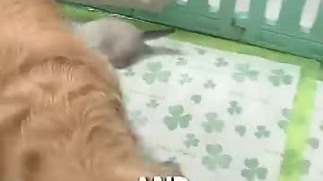 Kind Dog Surprised His Owner ❤️