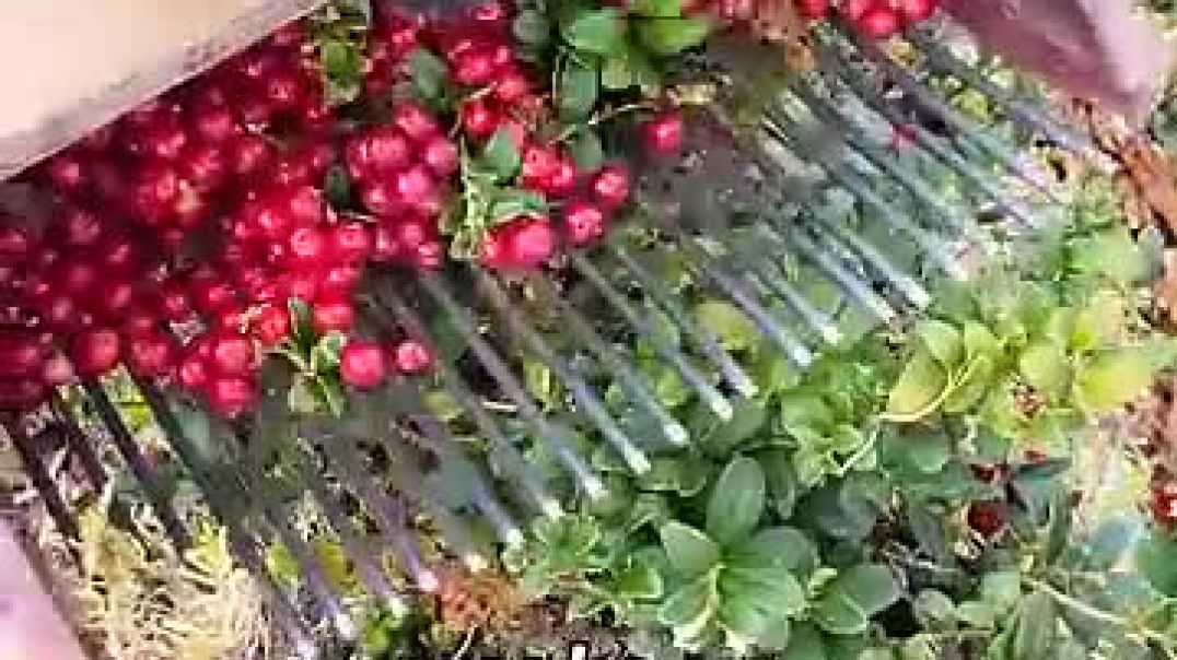The Harvest Where Fear Meets Profit