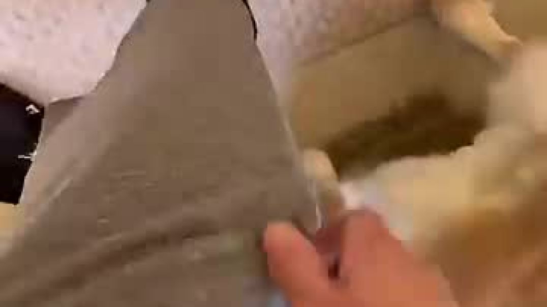 Adorable dog can’t stop hitting its owner  @dog @cute @funnyanimals