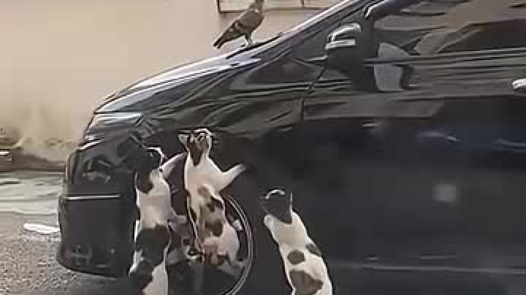 ⁣how these three cats catch birds @cat @funny @pets