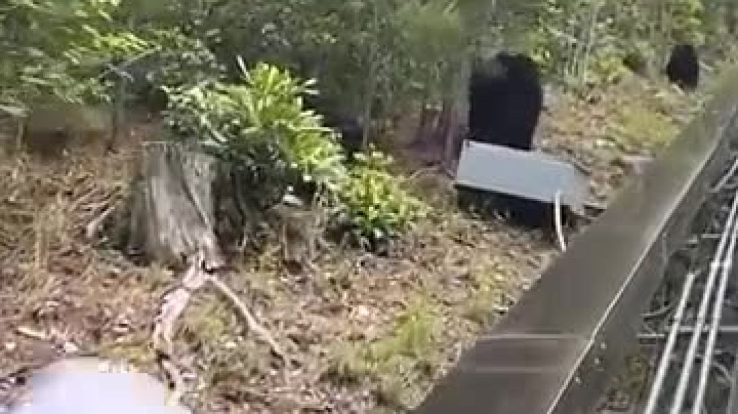 Bears Hang Out Next to Rollercoaster Track 😳