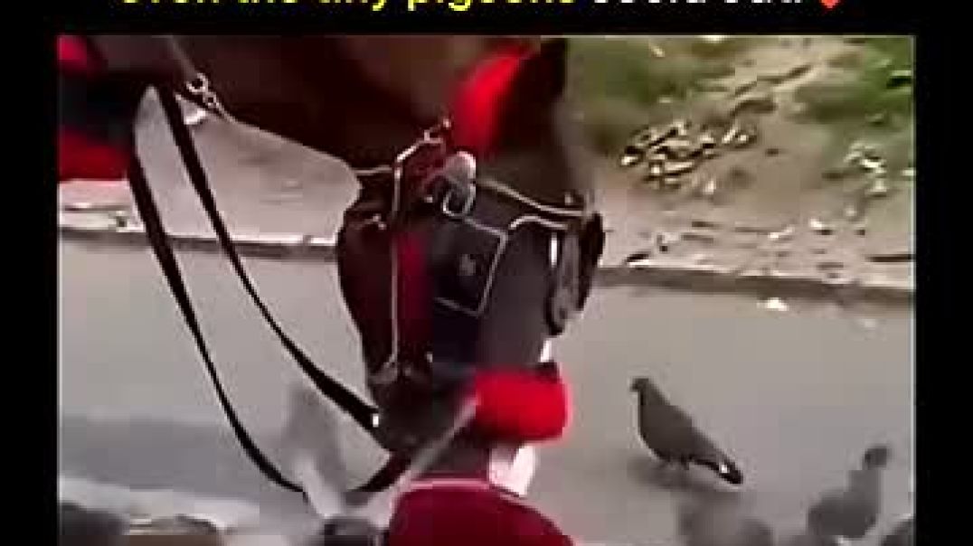 Legend says he tilted the bucket because a tiny pigeon fell inside it